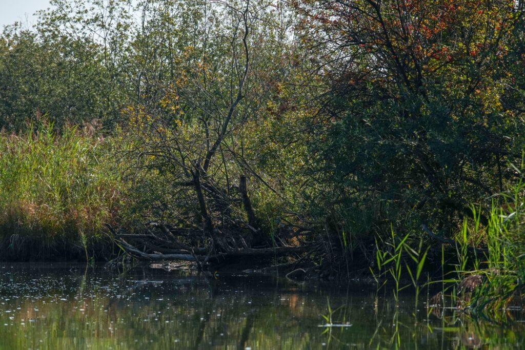 Bewachsene Ufer und überhängende Äste dienen Friedfischen oft als Standplätze.