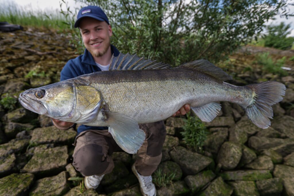 Großer Zander gefangen in der Elbe auf einen gejiggten Gummifisch.