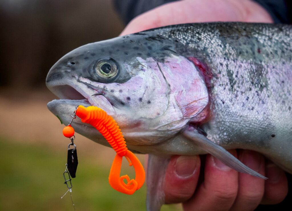 Kampfstarke Regenbogenforellen sind das Ziel vieler Forellensee-Angler.