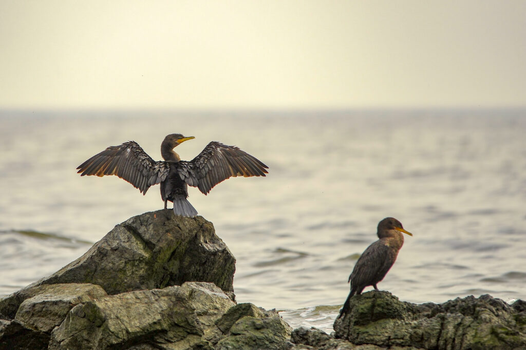 Kormoran
