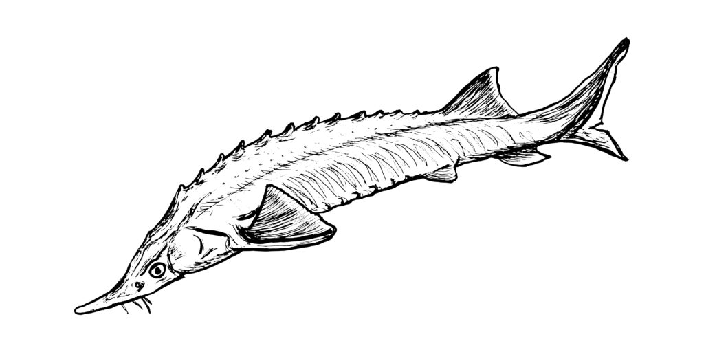 Stör