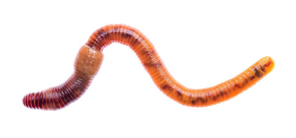 Tauwurm