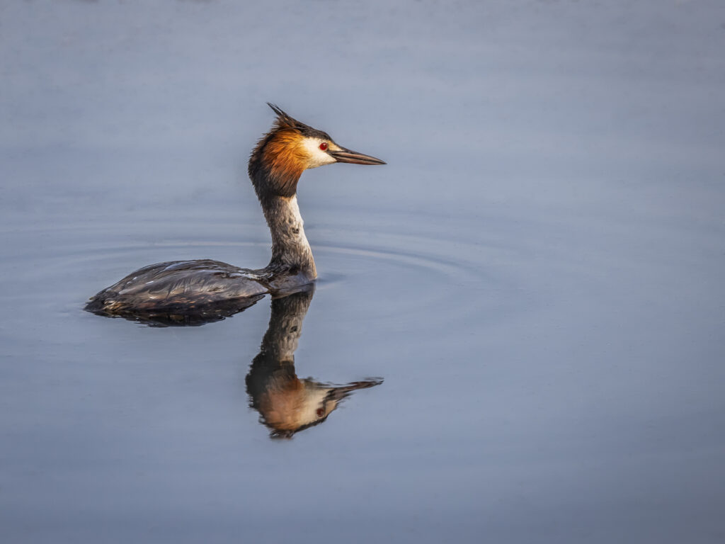 Wasservogel