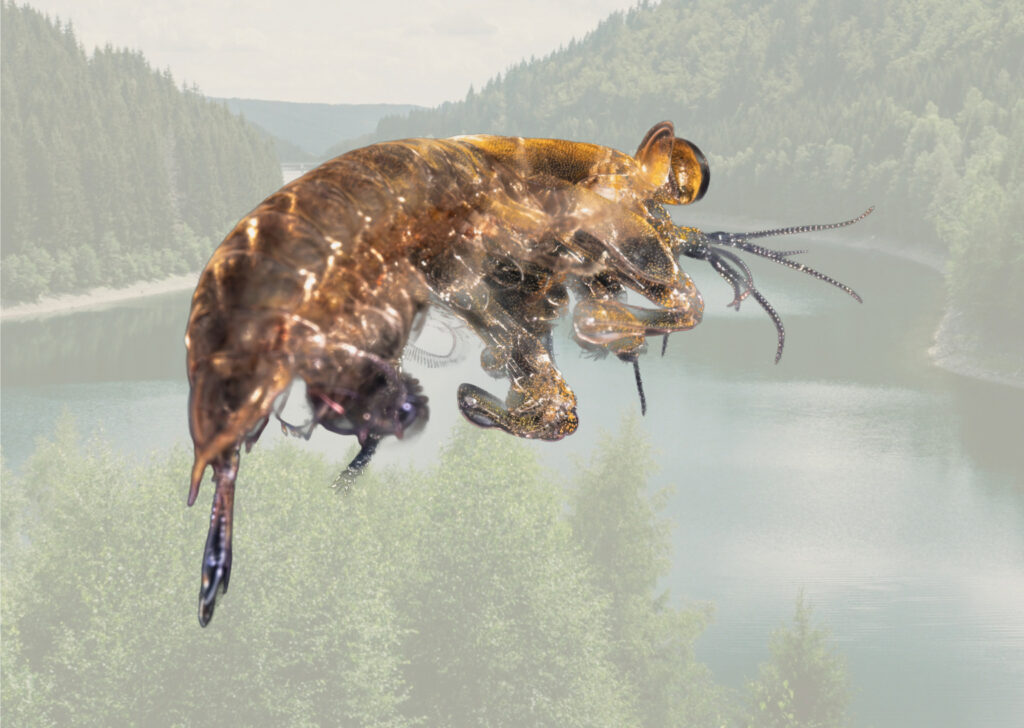 Zooplankton